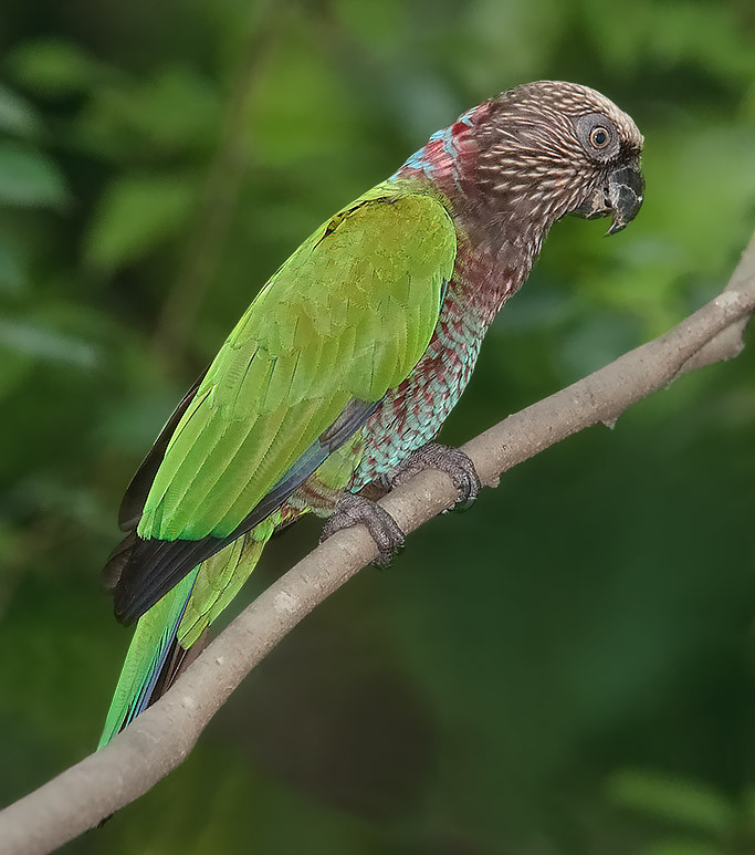 image Red-fan Parrot